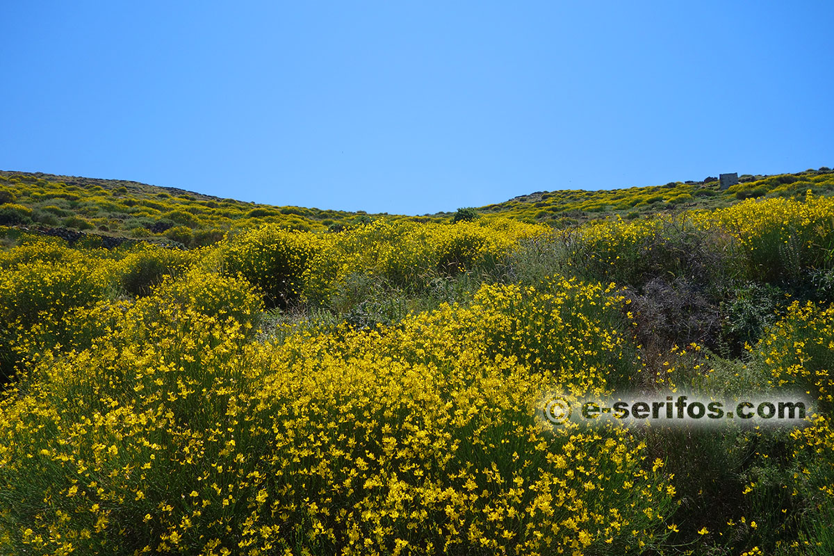 Landscape with wild flowers in spring